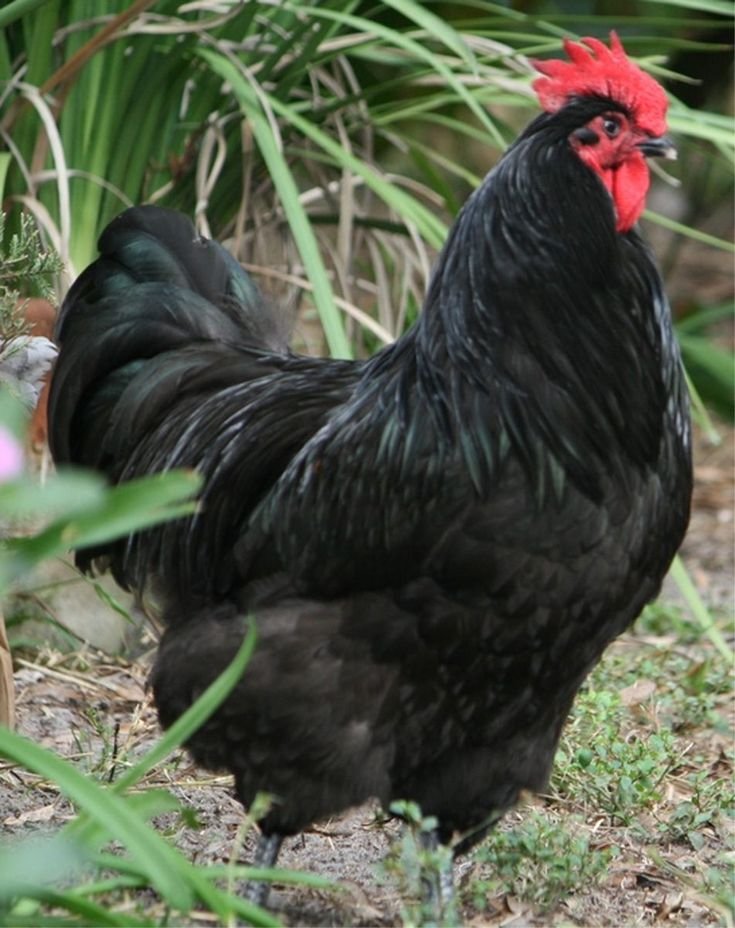 gà đá lộn ăn tiền