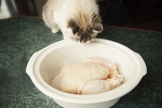 cầu đá lông gà cầu đá lông gà