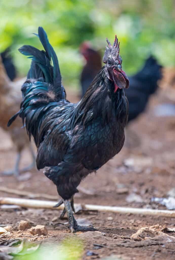Thú vị với cuộc chiến gà đá Thomo trực tuyến có bình luận hấp dẫn